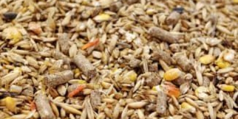 Kako se pravilno brinuti za svinje